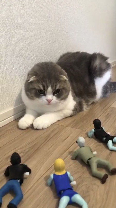 ゾンビのおもちゃを凝視する猫