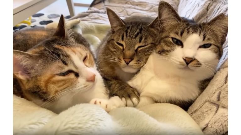 ソファーにいる猫たち