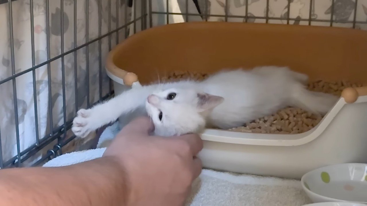 伸びる子猫