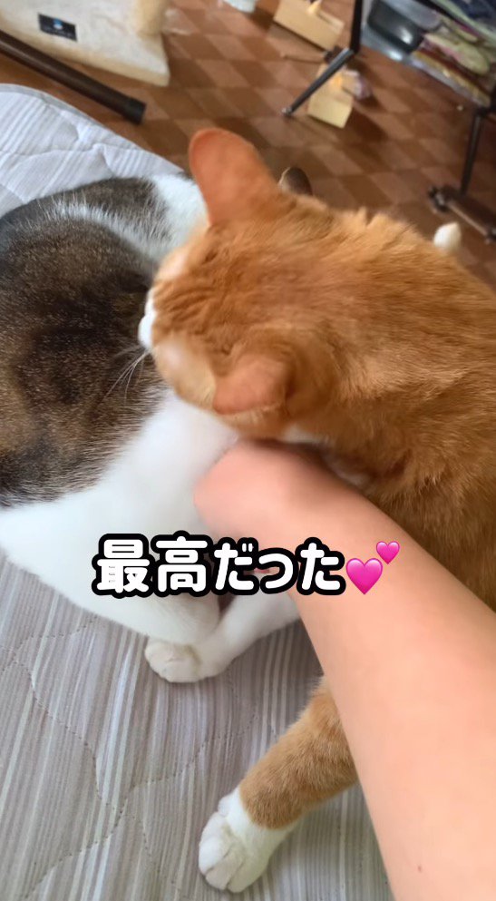 キジ白猫を舐め始める茶白猫