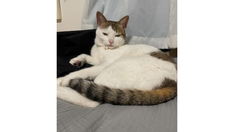 寝ている猫