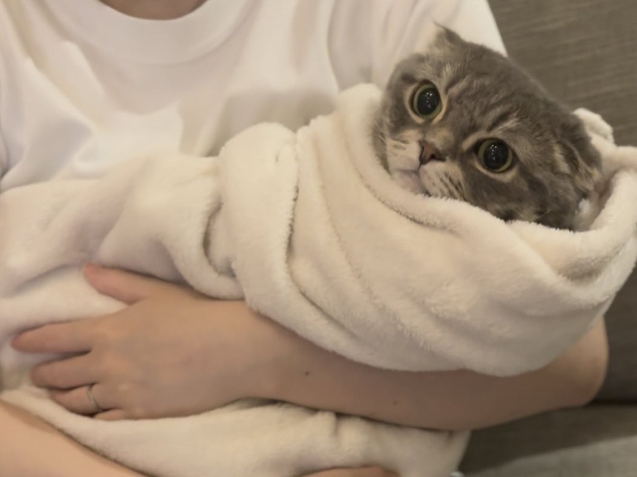 タオルにくるまれるマンチカン