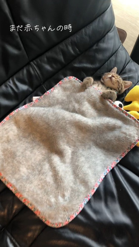 布団で眠る猫さん