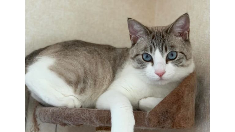 くつろいでいる猫