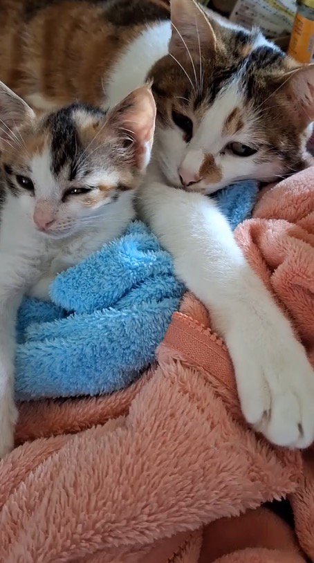 毛布の上でくっつく3頭の猫