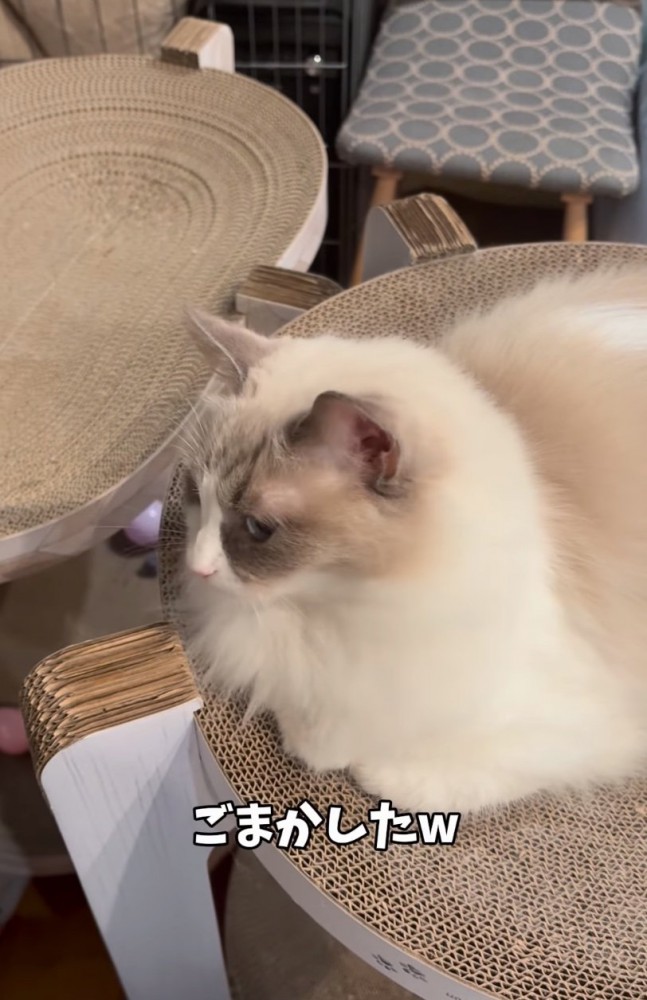 横目でチラ見する猫