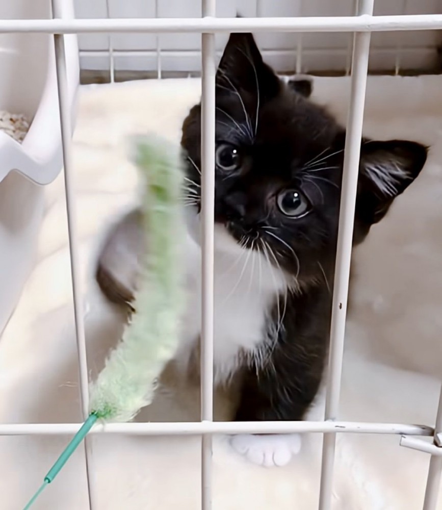 おもちゃを見つめる子猫