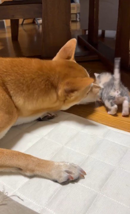子猫をお世話する犬