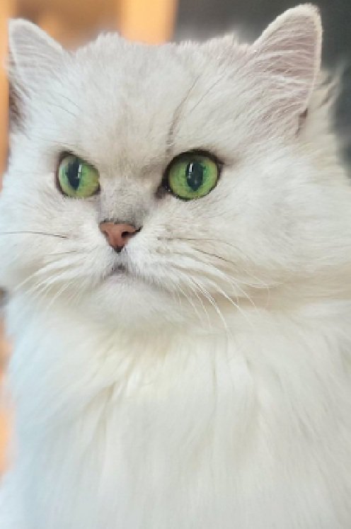 前を向く猫