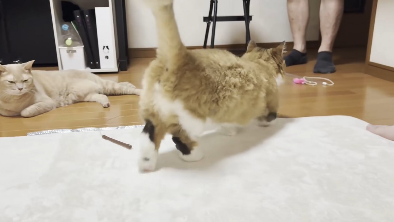 猫ちゃんの後ろ姿（画面右上にパパさんの足、左側にもう一匹の猫ちゃん）