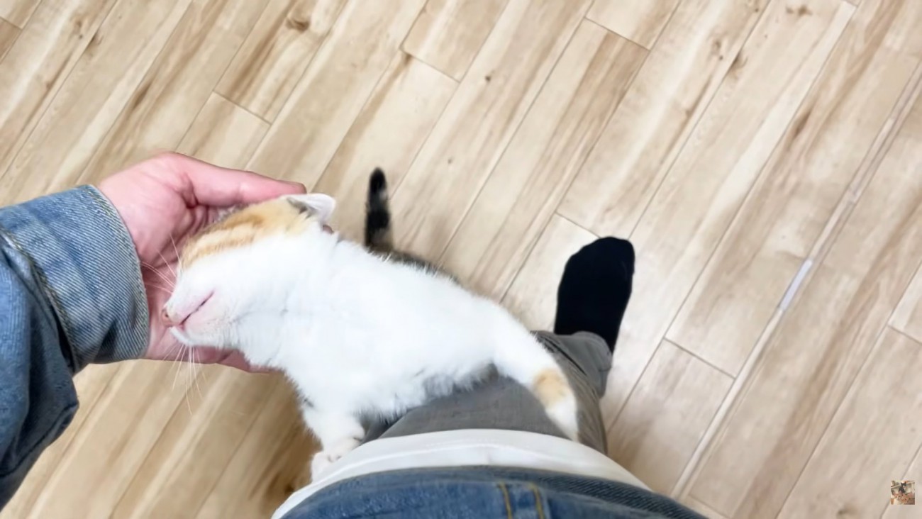 左手に頭を寄せる子猫