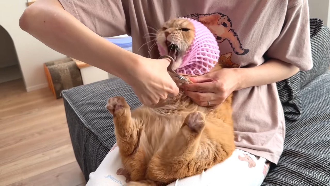 怒った姿