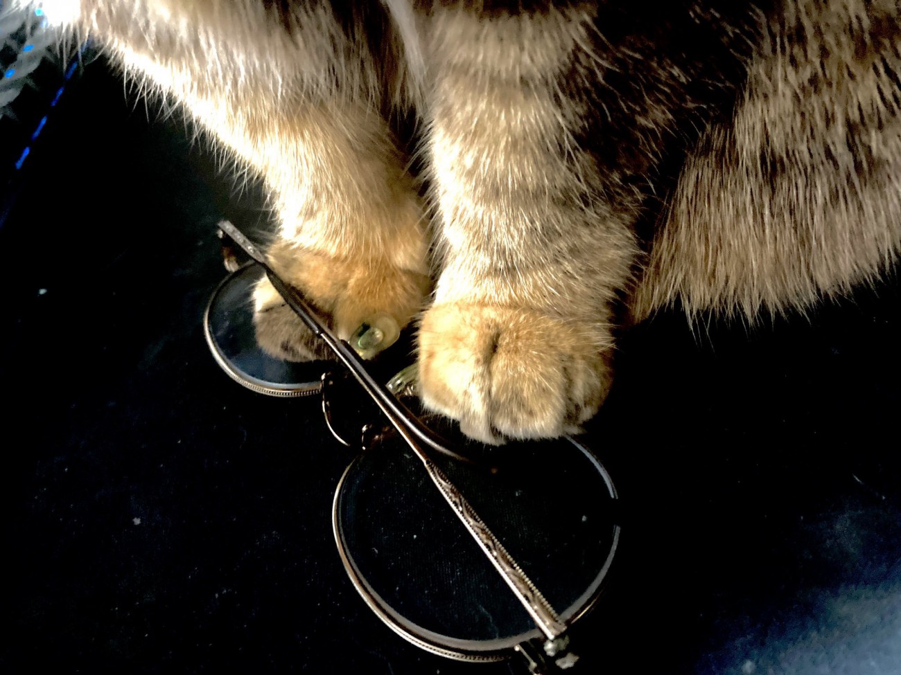 メガネを踏む猫の前足