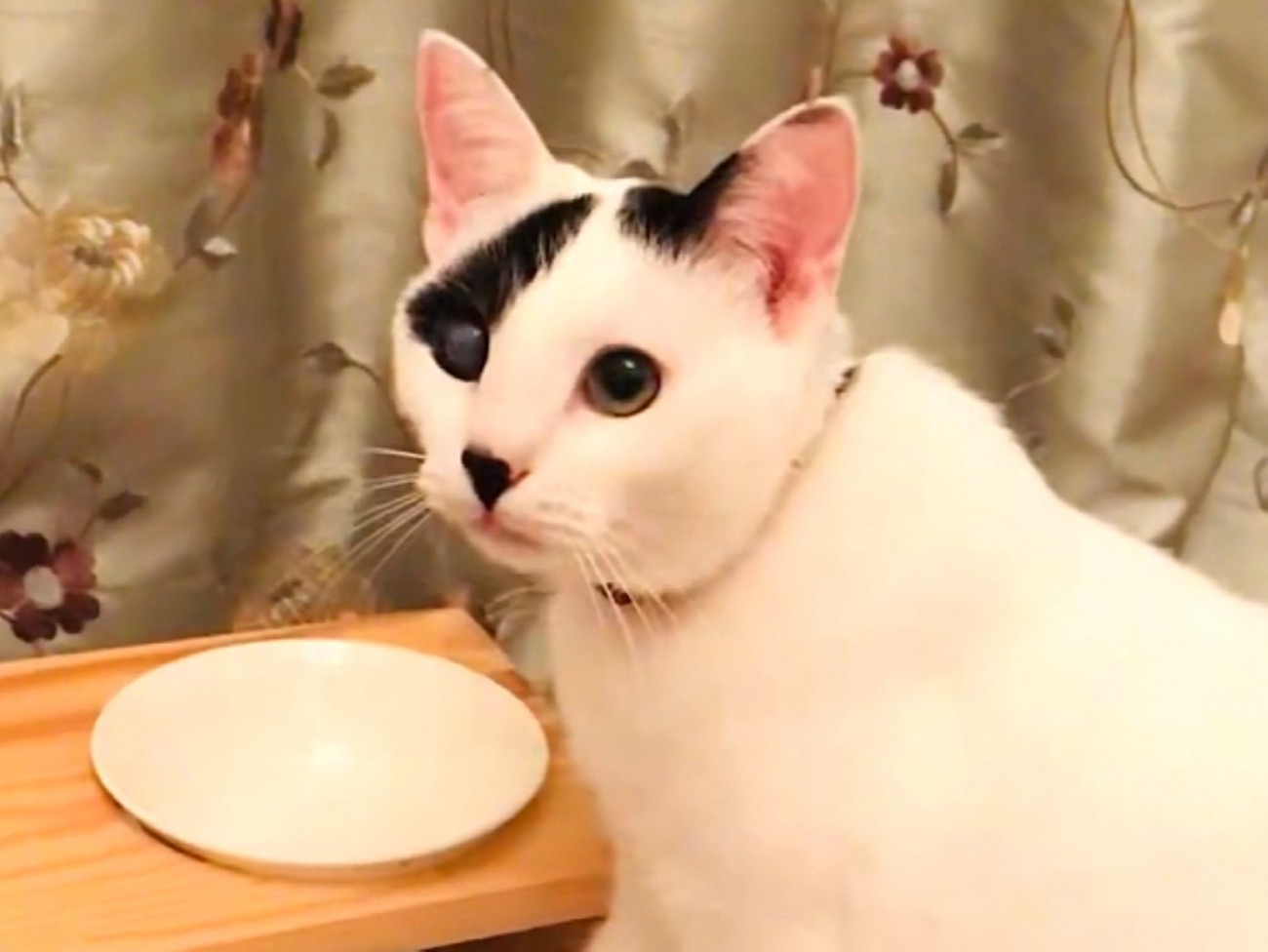 甘える表情で飼い主を見上げる子猫