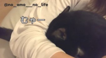 顔をうずめたまま動かないあもちゃん