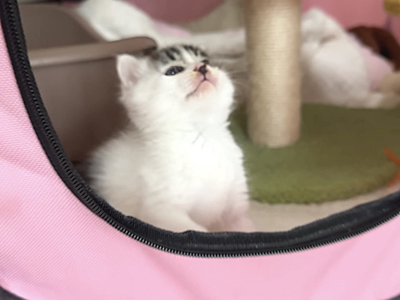 残念そうな表情を浮かべる子猫