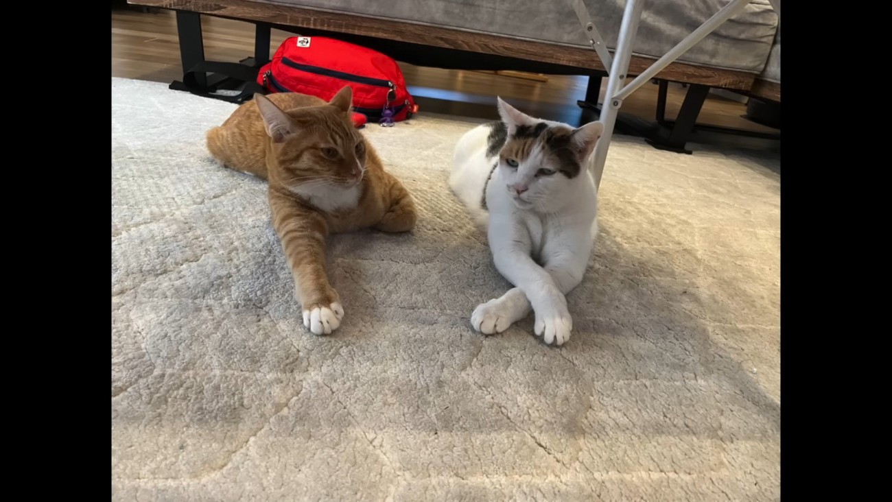 寝そべる2匹の猫