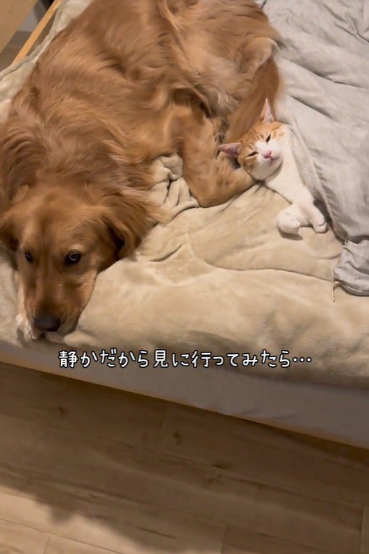ベッドで寝ている犬と猫