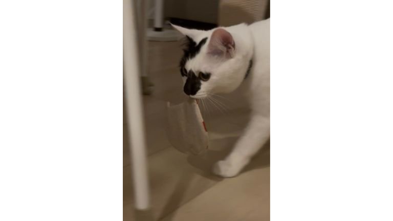 コースターを運ぶ猫