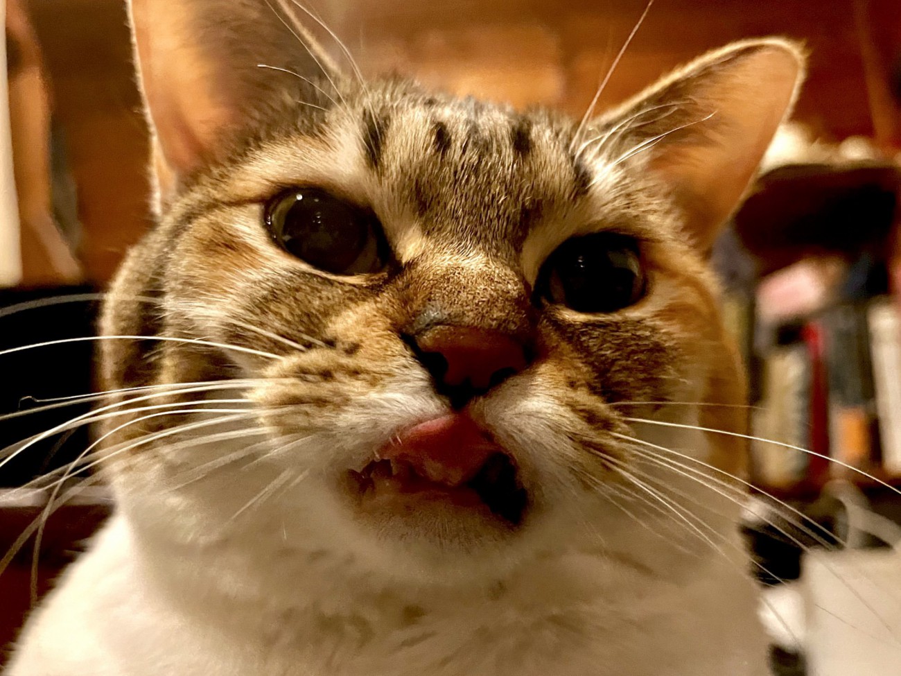 ペロッと舌を出す三毛猫のアップ