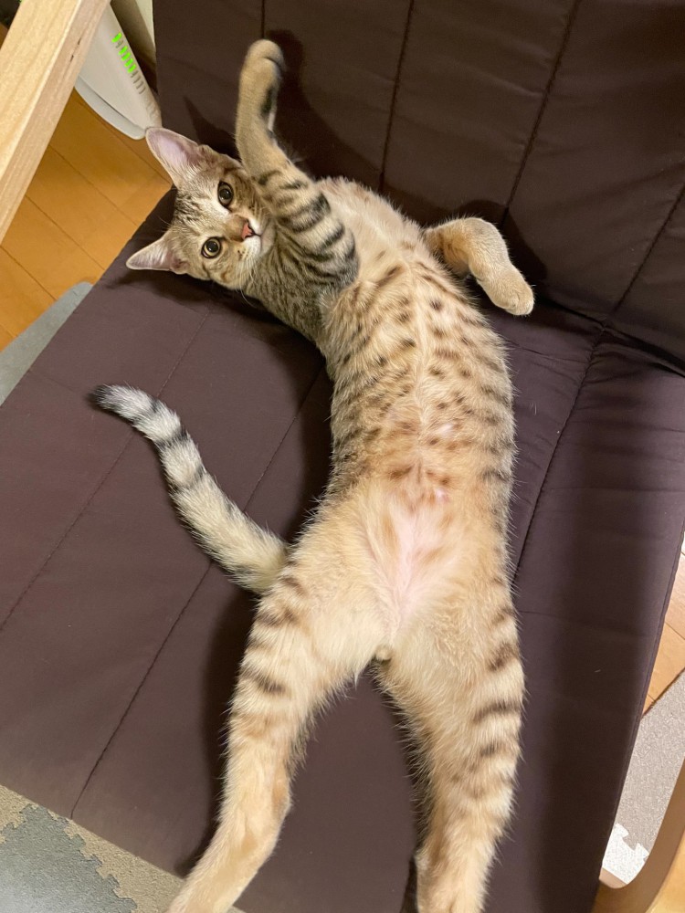 へそ天して手を上げる猫