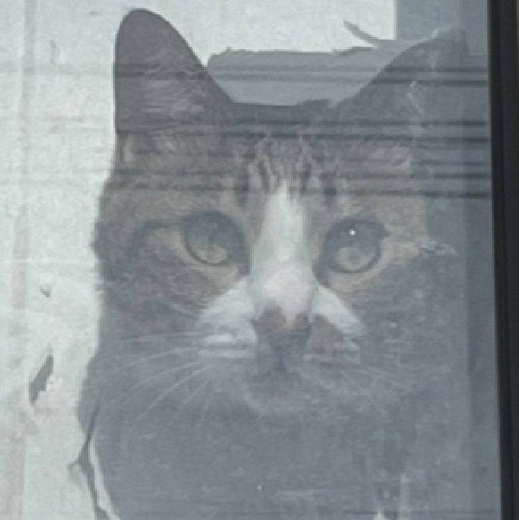 様子を見守る猫