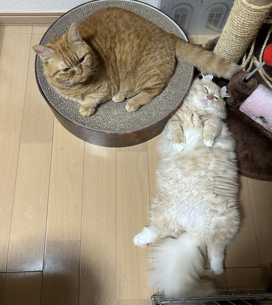 寝ている猫と爪とぎに座っている猫