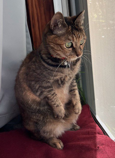 後ろ足で立ち上がる体勢のまま座り込む猫