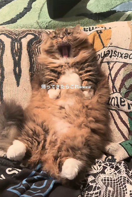 仰向けの猫