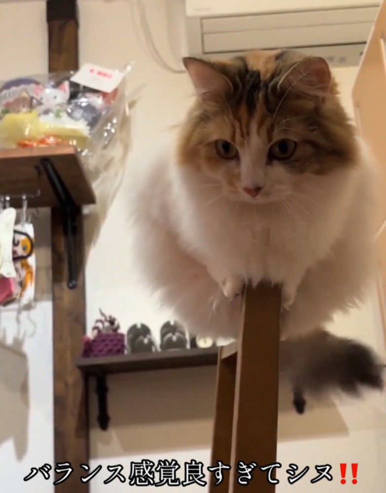 バランス感覚バツグンの猫