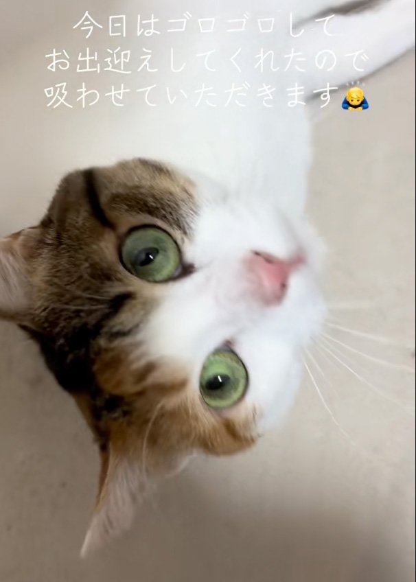 近い猫