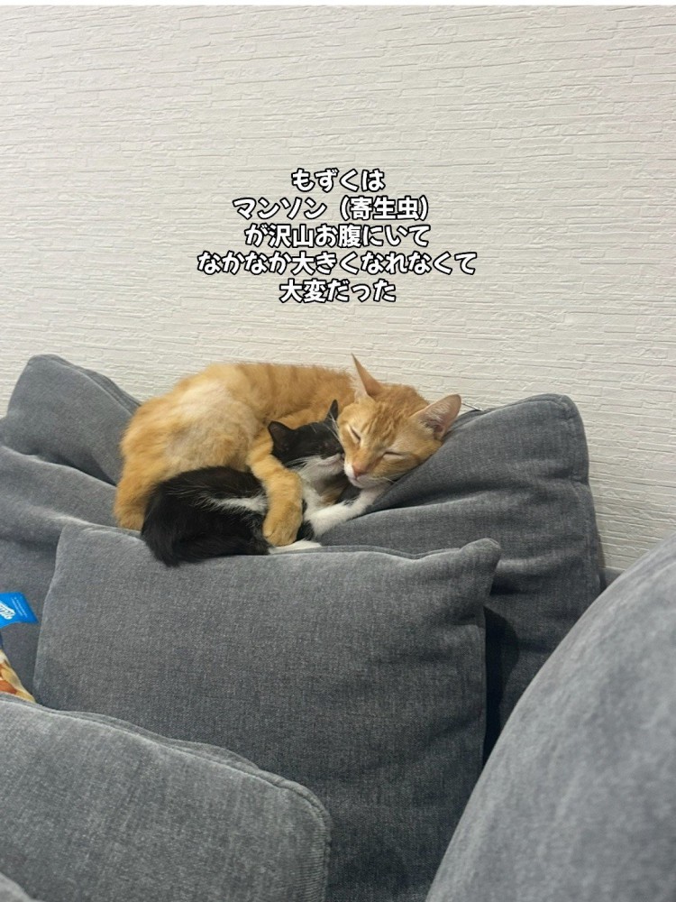 茶色の猫と寝る子猫