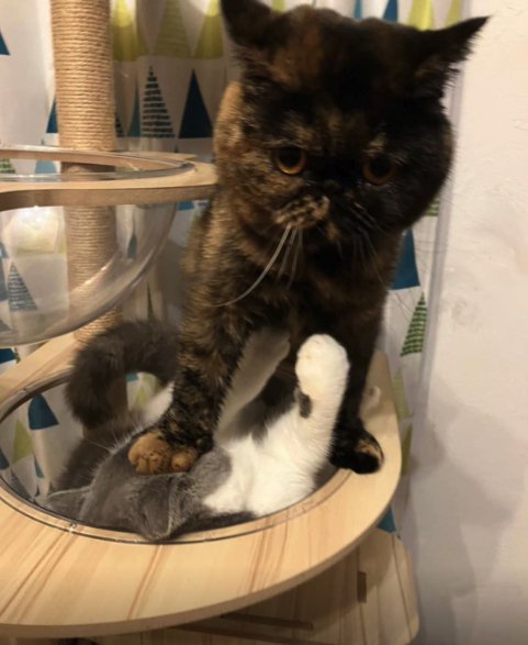 手を上げている猫を踏んでいるカメラ目線の猫