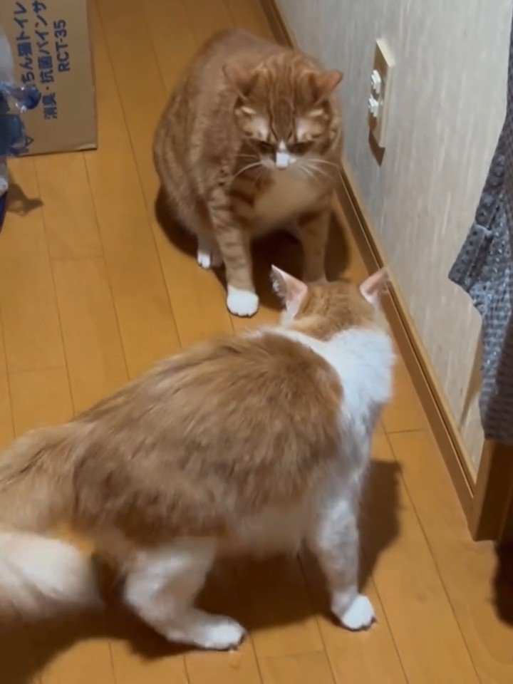 向かい合う2匹の猫