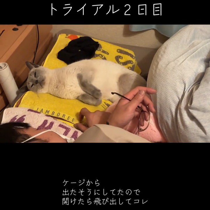 枕の上で寝る猫