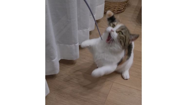 室内にいる猫