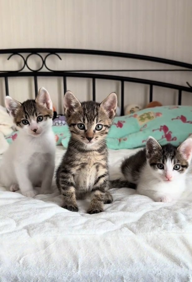 お座りする3匹の猫