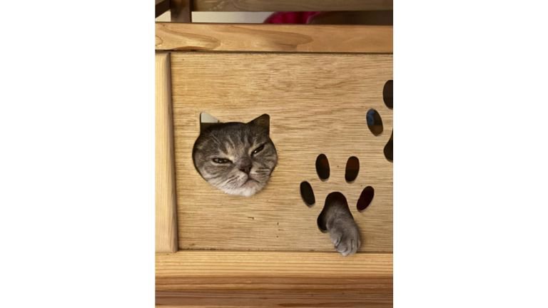 ハウスに入っている猫