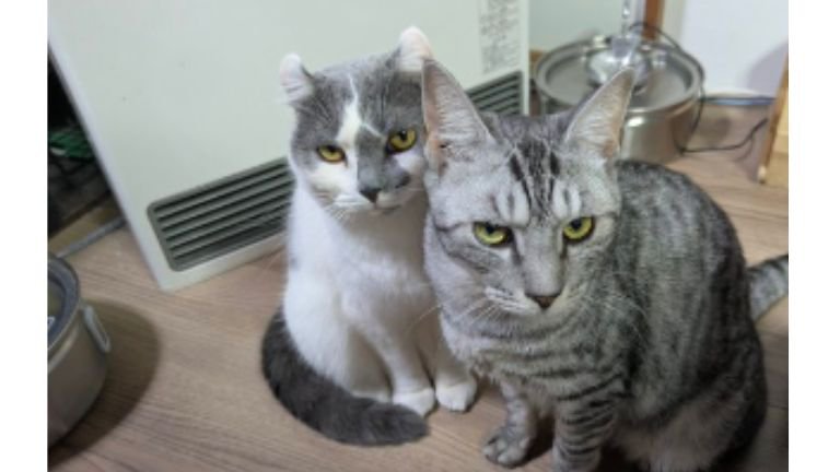 ヒーターの前にいる猫