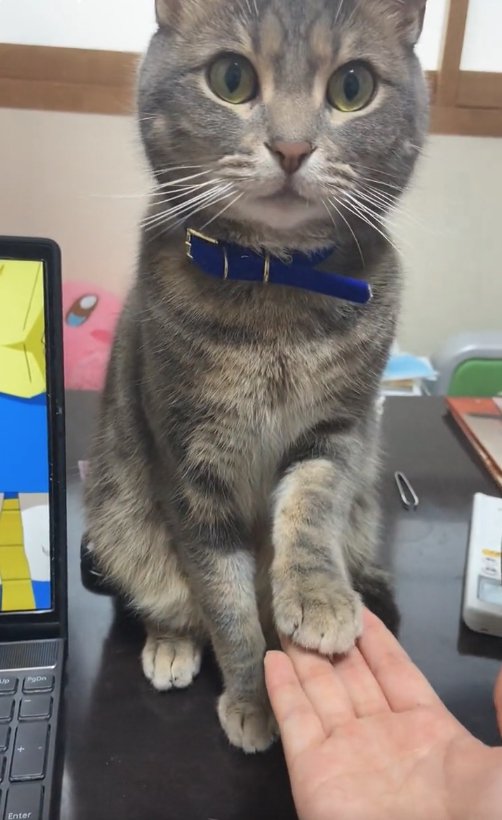 PCの横に座ってお手をしている猫