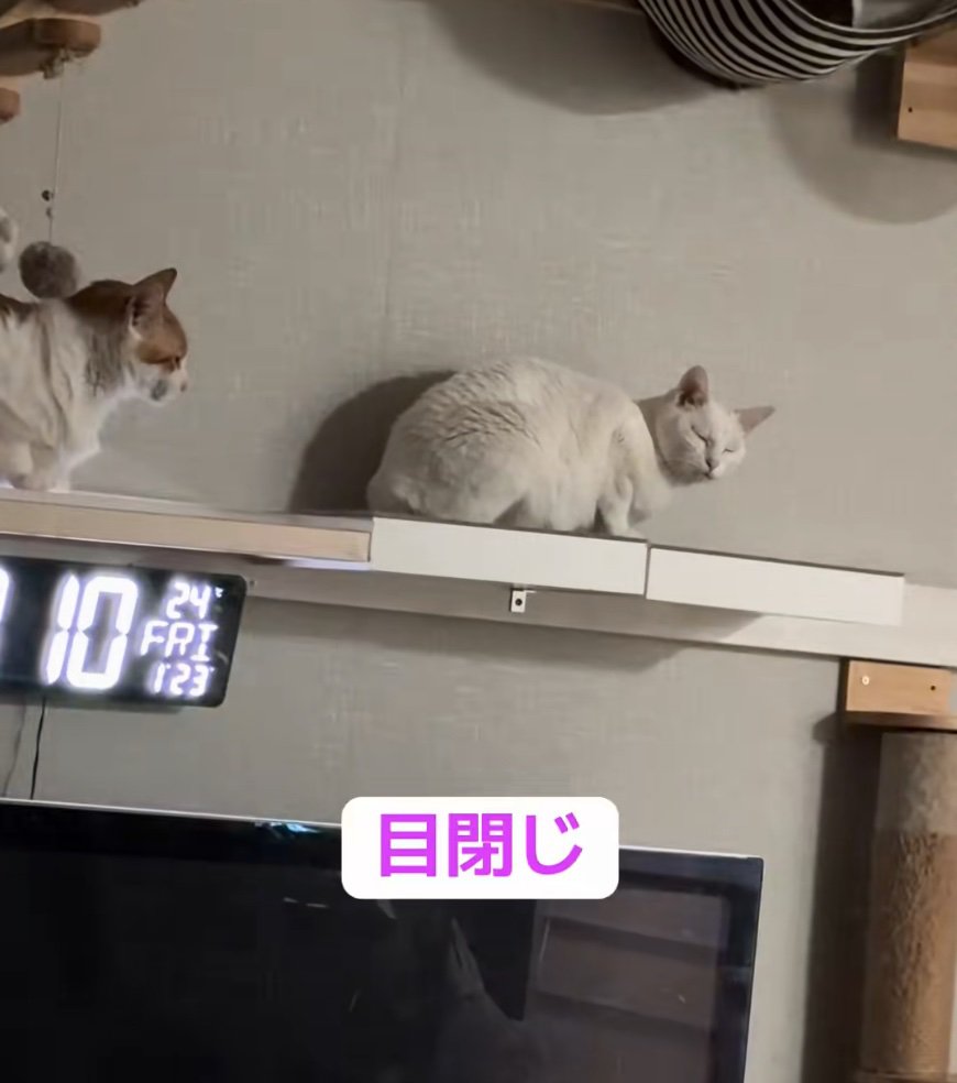 目を閉じる猫