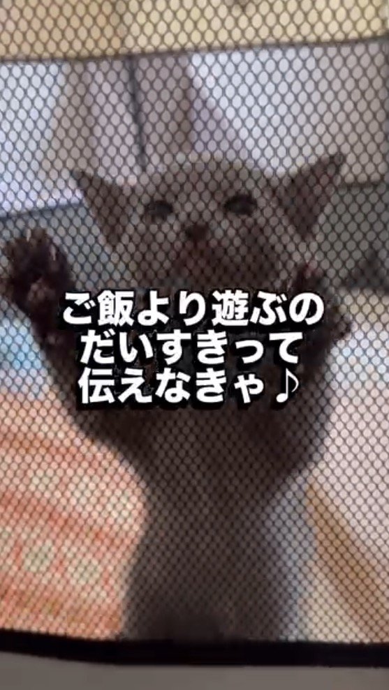 両前足でサークルの壁にしがみつく子猫