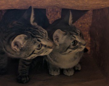 顔を寄せ合い相談する猫たち