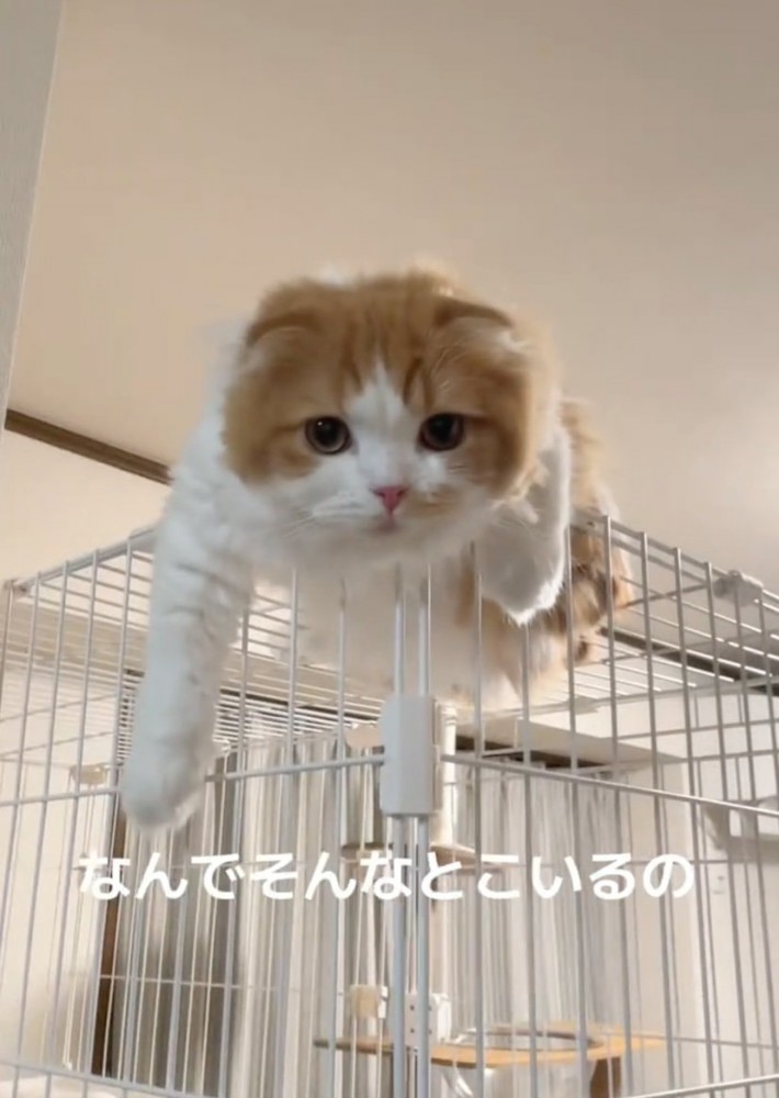 上から見下ろす猫