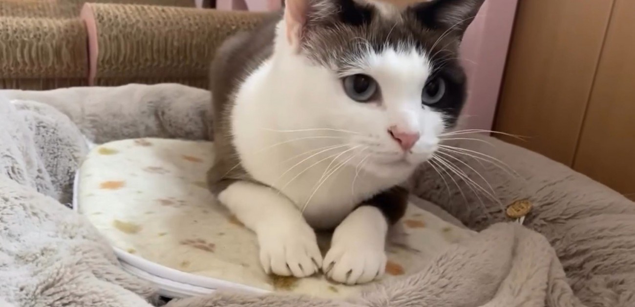 家の中で過ごす猫