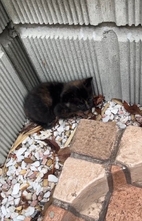 塀の隅で縮こまっている子猫