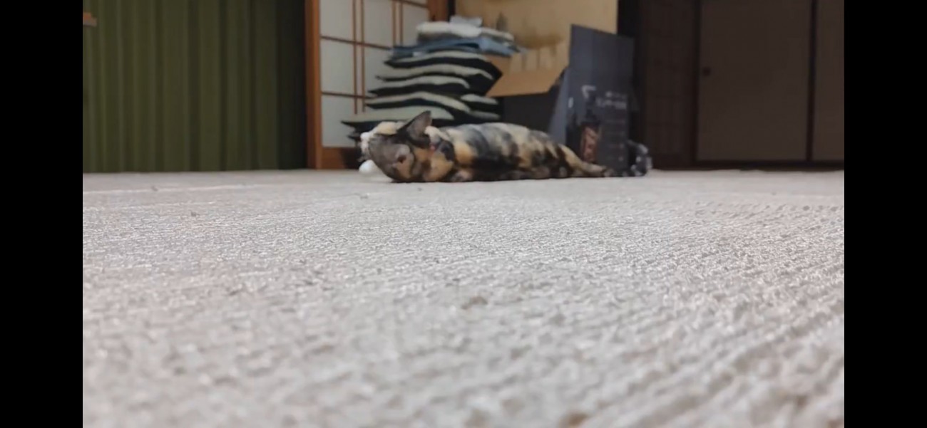 カーペットに寝転がるハチワレ猫