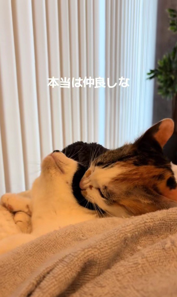 あずきちゃんとえのきちゃん