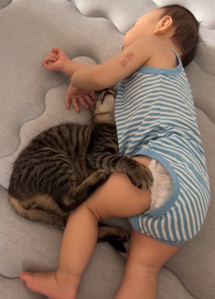 太ももにしがみつく猫