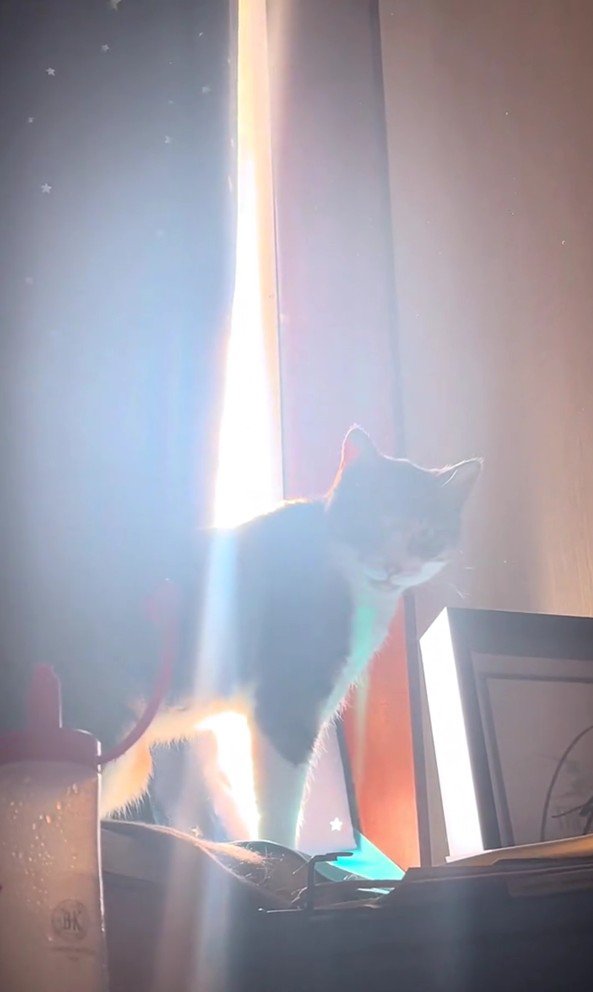 カーテンから出てくる猫